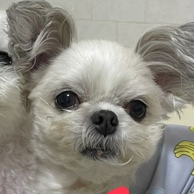 ATsUSAUNEAR's profile picture. 