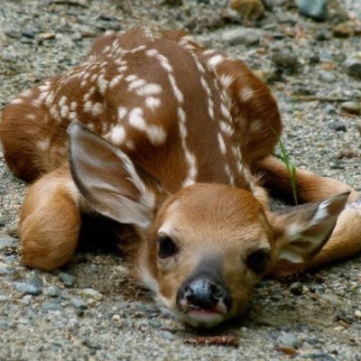 gracefulhearts's profile picture. skinty fia