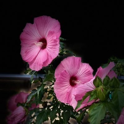 ouradnikj's profile picture. 🕉Stardust on the move🕉 he/him/his 🦁🌴🩴🐒