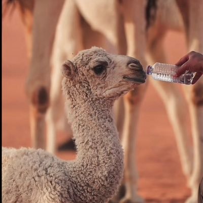 سبحان الله وبحمده سبحان الله العظيم