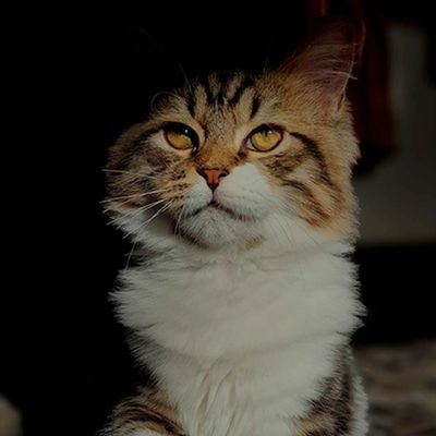 120↑ arknigther ツイ廃。大陸の話題あります、漏れなくTLが崩壊します。 お気に召さなければブロックしてくださいお願いします、やさぐれます