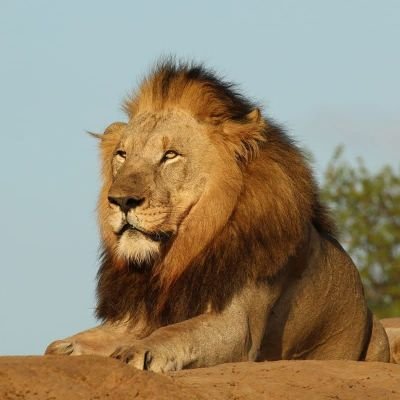 BentleyShafer's profile picture. Don't nibble at life. Take it in big, messy bites. Get sauce on your face; gorge yourself. At the end, be able to push back from the table with a contented sigh