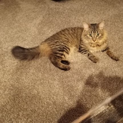 kristinawhite31's profile picture. 