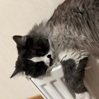 ado (@asudedilaoguz) 's Twitter Profile