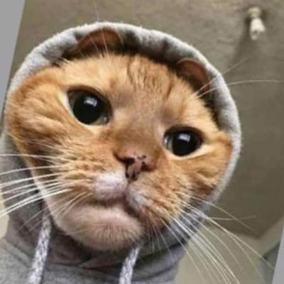 RealLarryBirdie's profile picture. fly high