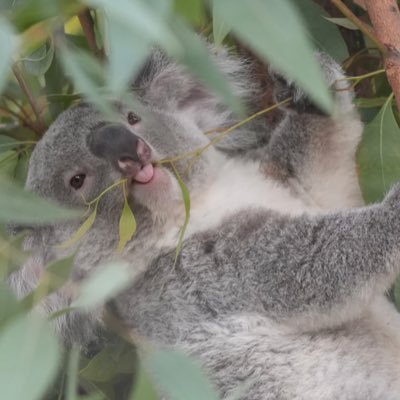 sizusizumsp's profile picture. もなかからコアラが好きになりコアラから動物全般が好きになりそうな動物園初心者です。コアラ7園行きたい🐨アイコンはさち、ヘッダーはきらら📷超初心者/動物/焼き物/etc 通知切ってます/リプ返し適当野郎ですみません
