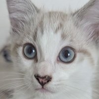 ChocolateCovered (@cococovered1) 's Twitter Profile