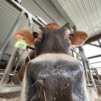 udi3174gd's profile picture. gd player