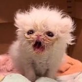 vic_isweet's profile picture. I’m just a girl / 21 / eng-esp / NSFW art