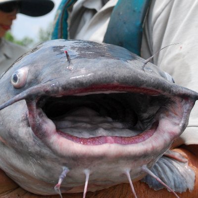 dog_toes_'s profile picture. 🏳️‍⚧️  free 🇵🇸 
pfp by https://t.co/mxIIVaFtAW