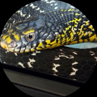 しうだ (@shi_u_da) / Posts / X