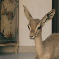 هـ (@mpii7_) 's Twitter Profile