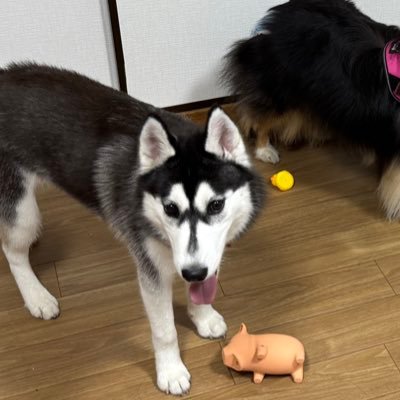 猫愛で犬 Profile