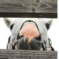 ごるしと (@orfeto_123) 's Twitter Profile Photo