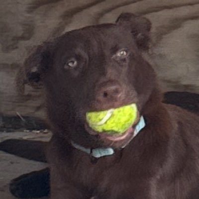_cgooding_'s profile picture. father of the buddy man