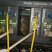 Сетевой Мыш (@netmousespb) 's Twitter Profile