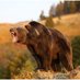 MTCinnabear (@mtcinnabear406) Twitter profile photo MTCinnabear (@mtcinnabear406) Twitter profile photo