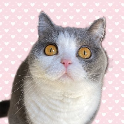 ★やまとのねこページです★ 終了しました】ヤノベケンジ「SHIP'S CAT 展」 – ヤノベケンジ