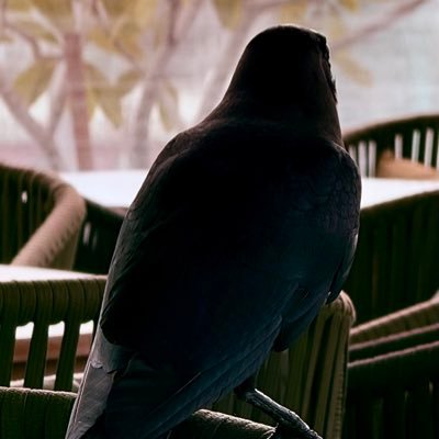 thecrowmaan's profile picture. 