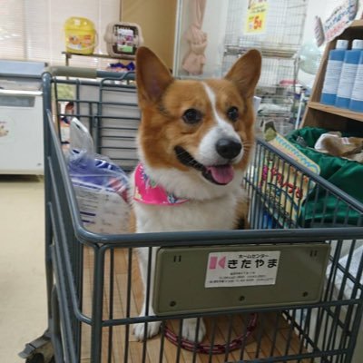 yukinko_mga67's profile picture. 双極性障害＆複雑性ＰＴＳＤと共に歩む40代ＪＡＭ'Ｓ🍏毎日必死＆超マイペースに生きてます😆母がアルツハイマー😢ミセスとコーギーと旅行が大好き💓🎵🐶✈️無言フォロー失礼します🙇‍♀️たくさんの♥️は共感＆応援です🌸似たような境遇でお友達になってくださる方がいらっしゃったら是非②仲良くしてくださいね😊💕