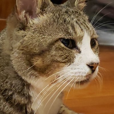 seiya_srt1006's profile picture. '03 au 地政TFA4🍏