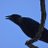 CrowFeathers72's profile image