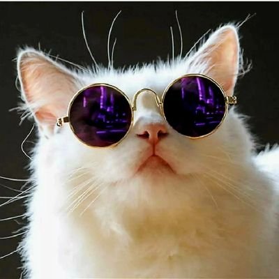 99chocoavocado's profile picture. 