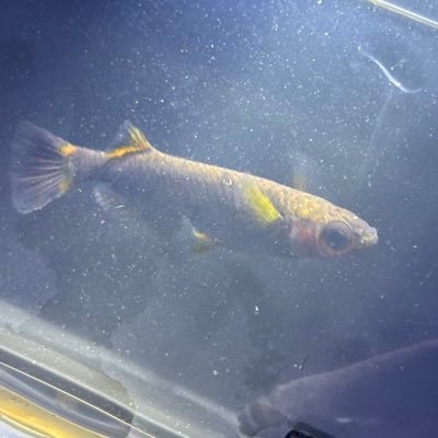 茨城で30種類ほど自宅で飼育してる21歳 今は掛け合わせの勉強中です!たまにメダカをプレゼント企画したりします!無言フォロー返してくれると喜びます🍀*゜