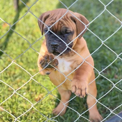 NobleBususu's profile picture. “Fortis Fortuna Adiuvat” but “Memento Mori”