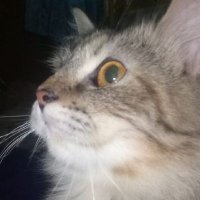 Ahmad (@mamadgenk) 's Twitter Profile