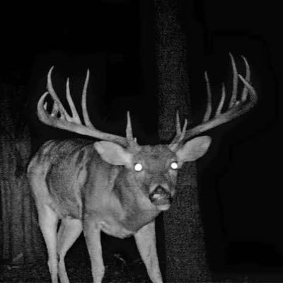brantleyg888's profile picture. 