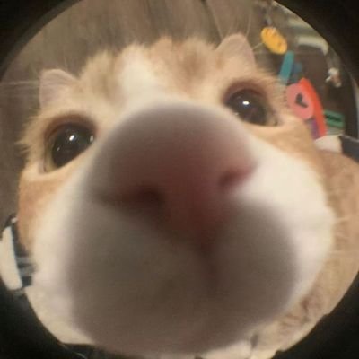 in28045633's profile picture. 20⬆️ 見る専垢 
【お取引について固ツイのALTをご確認ください】