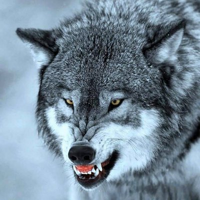 quasijarus's profile picture. 