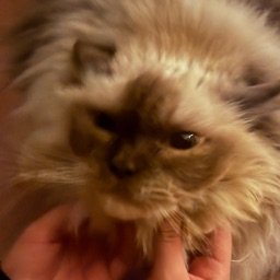 l4nak0's profile picture. GD Hardest: Hot Rod 🚽🗣️, On that Cobwebs grind 🤪🕸️, Minor 👶, 🏳️‍⚧️🥶