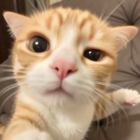 web3 meme (@oooodjdjd) 's Twitter Profile
