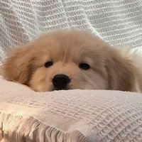 코기 (@zhrlcoyw) 's Twitter Profile Photo