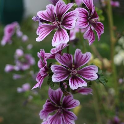 Akvitaniya's profile picture. Бойовий медик