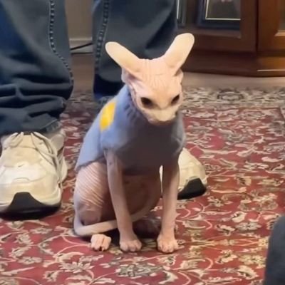 Baixos_e_altos's profile picture. 