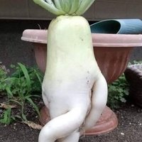 Evil★Radish (@anevilradish) 's Twitter Profile