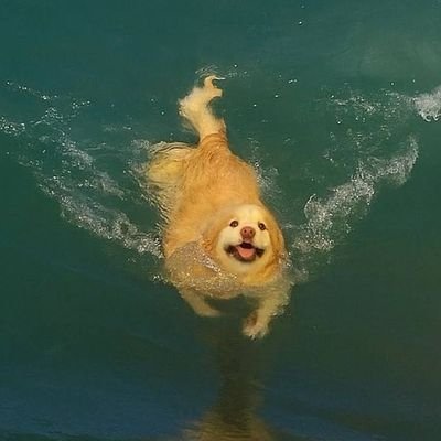 __s_o_b_a_k_a__'s profile picture. Hi there👋 I am Sanya the Sobaka. I live in Russia (🇷🇺) and draw stupid pictures.