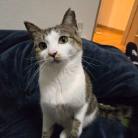 【キジシロ猫】さくらを探しています (@sakura1201_) 's Twitter Profile Photo 【キジシロ猫】さくらを探しています (@sakura1201_) 's Twitter Profile Photo