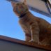 tadano nekozuki (@neko_to_ongaku_) Twitter profile photo tadano nekozuki (@neko_to_ongaku_) Twitter profile photo