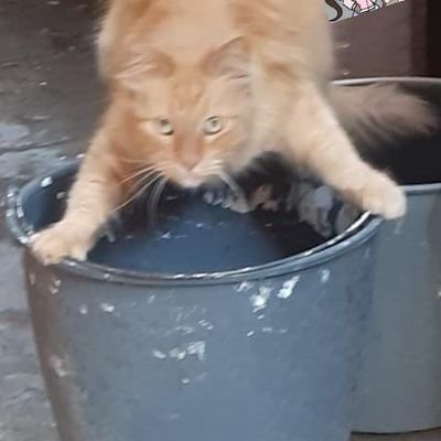 LuisVil59995135's profile picture. 