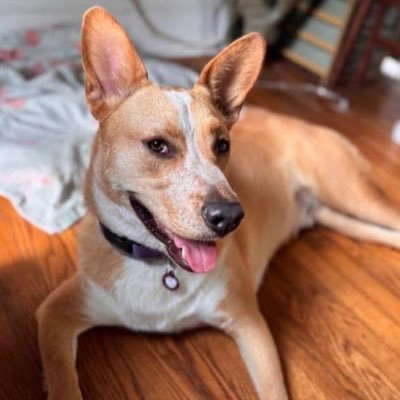 Proverbs 12:10 Animal Rescue Profile