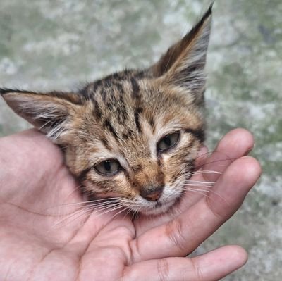 aanosyy's profile picture. 🍄