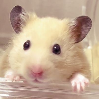 耀綺様 リクエスト♡１４点 おまとめ商品♡ 加糖 (@M2d29gqK7lVf9j6) / Posts / X