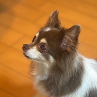 さき (@s______a_____d) 's Twitter Profile