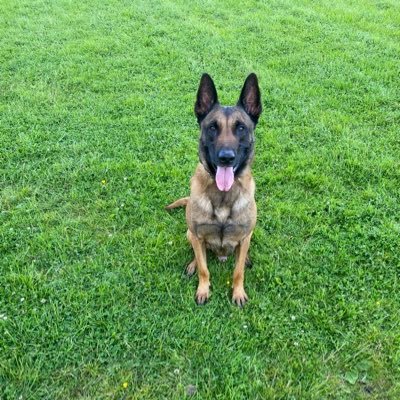 Lead holder to Buster a SBT and Blade the Mali. In Canis Confiderus