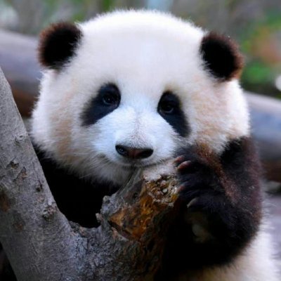 Go_for_it_iku's profile picture. 🗼パンダが大好き我喜欢大熊猫🤍 | 香香Family🐼浜家🐼花叶姉妹 🌼🌿| 東方神起♡Bigeast 14年 ❤ 정윤호❤ ユノペン | 海外&韓国エンタメ🇺🇸🇰🇷 | エロアカは🆖🙅‍♀️ DMはご遠慮ください🙇‍♀️