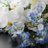 Phalaenopsis_by